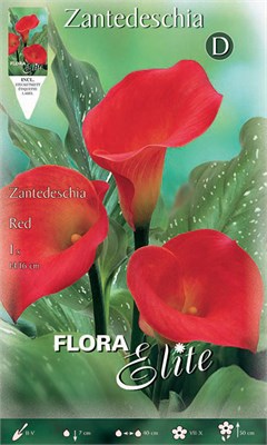 Zantedeschia red 816130