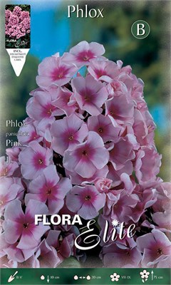  Paniculata Pink 844973