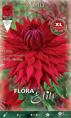  Holly Huston 802379