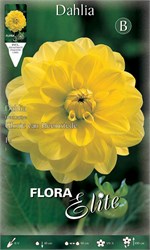 ������ Glorie van Heemstede 628047