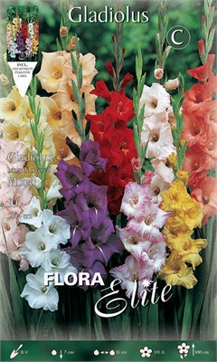 Γλαδιόλα Large Flowered Mixed 763779
