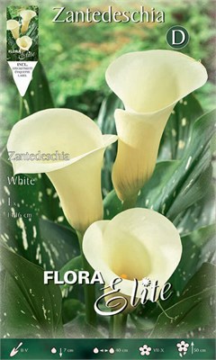  White 815577
