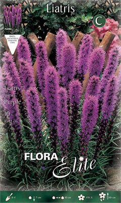  Spicata Purple 833779