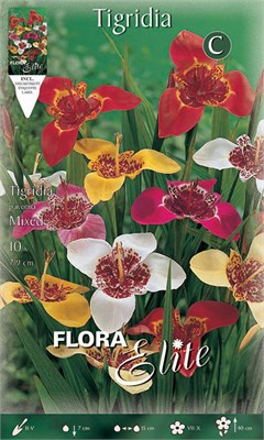  Pavonia Mixed 850578