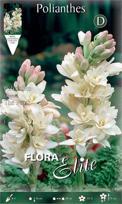 Υάκινθος Polianthes tuberosa 847073
