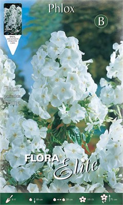  Paniculata White 845321