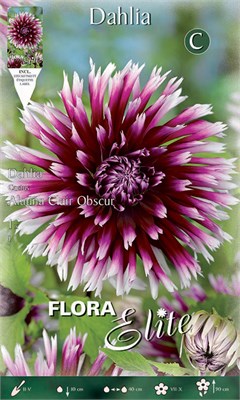  Alauna Clair Obscur 788598