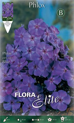 Φλοξ Paniculata Blue 844270
