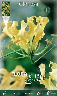  Lutea 789762