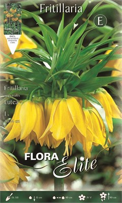  Lutea 457807 