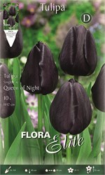  Queen of night 246401