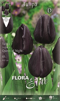  Queen of night 246401