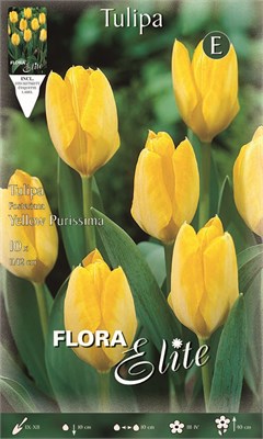 Τουλίπα Yellow purissima 788413