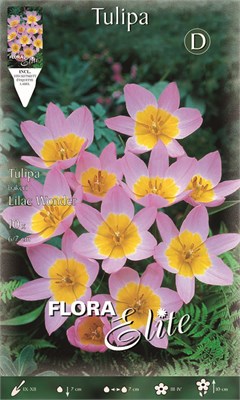 Τουλίπα Lilac wonder 230448 
