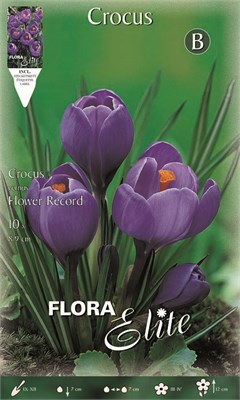 Κρόκος Γίγας Flower Record 406003 