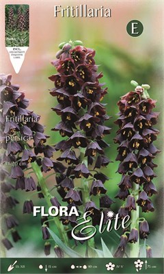  Persica adiyaman 459207 