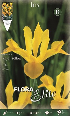 Ίριδα Royal yellow 832093