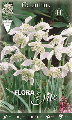  Flore pleno 463402