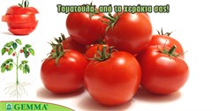 Τομάτα: Συμβουλές καλλιέργειας!