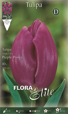 Τουλίπα Purple Prince 247651