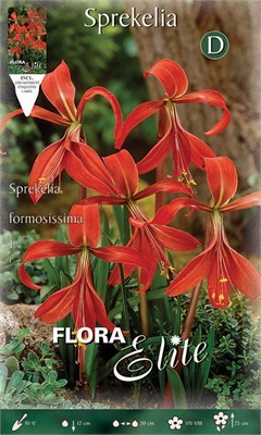 Σπερκέλια Formosissima 518706