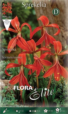  Formosissima 518706