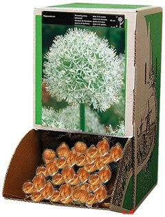 Allium Mound Everest (. 18/20) R427 (20 )