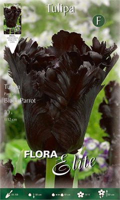  Black Parrot 207556