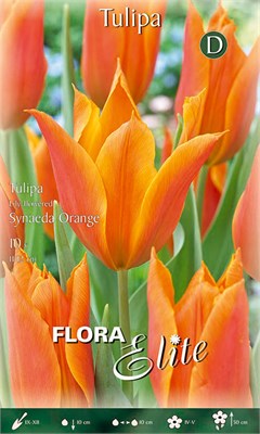  Synaeda orange 205385