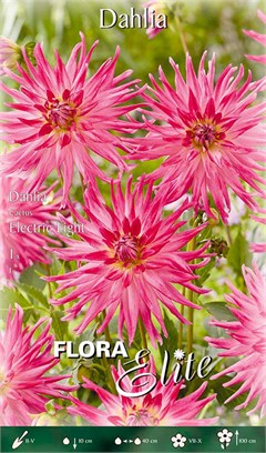 ������ Special ������� Cactus Electric Light 819643