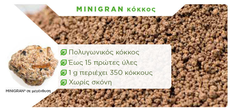 Minigran_kokkos_2020.jpg